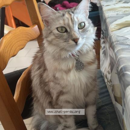 Photo de chat perdu à Brain Sur Allonnes