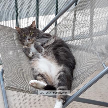 Photo de chat perdu à Nantes