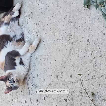 Photo de chat perdu à Aniche