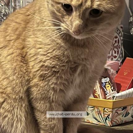 Photo de chat perdu à Gien