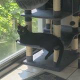 Photo de chat perdu à Conflans Saint Honorine