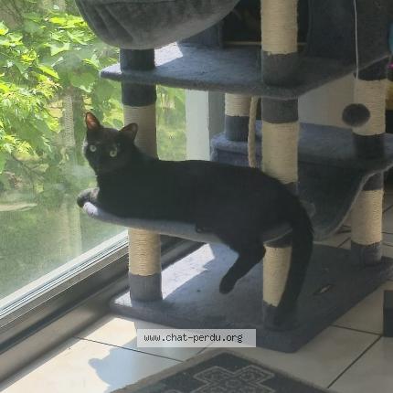 Photo 1/1 Chat retrouvé Perdu à Conflans saint honorine