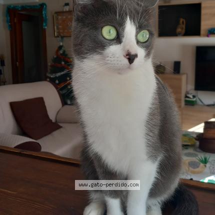 Photo 1/1 Vini Chat perdu à Rio san pedro puerto real