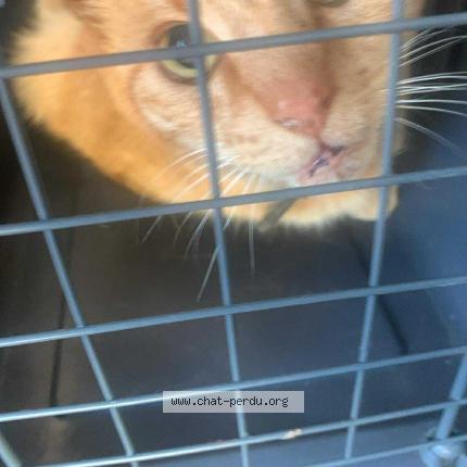 Photo de chat trouvé à Elbeuf