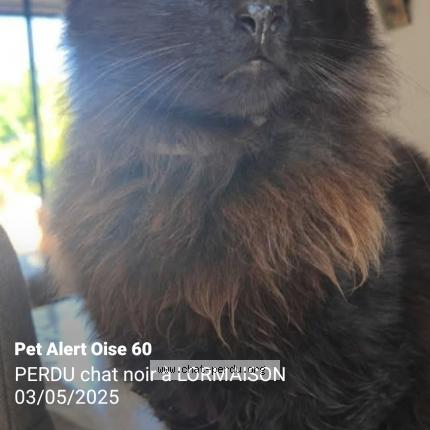Photo 1/1 Neïko Chat perdu à Lormaison