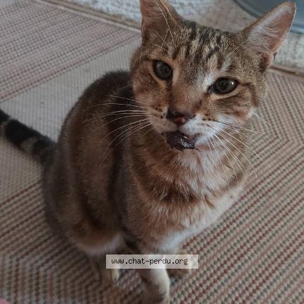 Photo 1/1 Minou Chat perdu à Gallargues le montueux