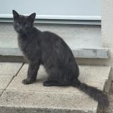 Photo de chat perdu à Triel Sur Seine