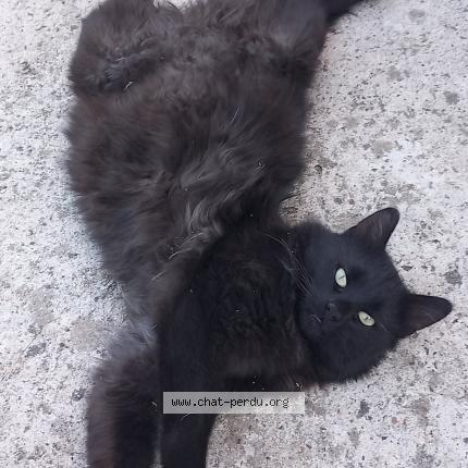 Photo de chat perdu à Marcheville