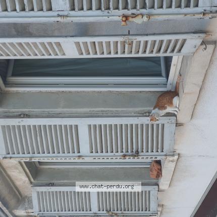 Photo de chat perdu à Marseille