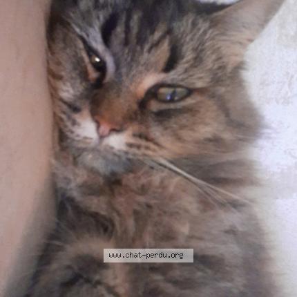 Photo 1/3 Maya Chat perdu à Toulouse