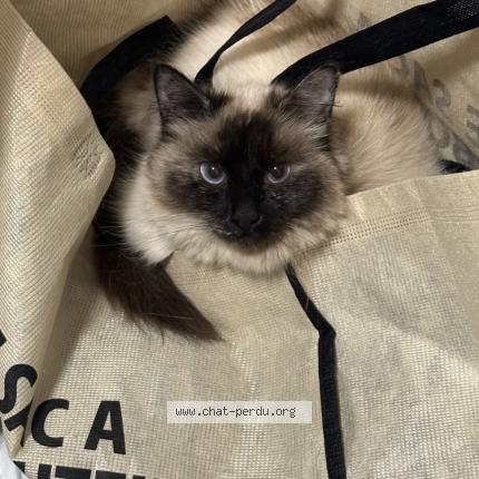 Photo de chat perdu à Candas