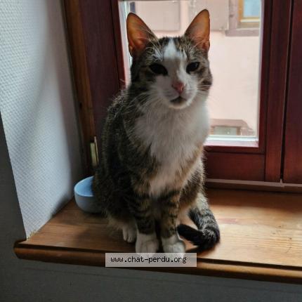 Photo de chat perdu à Bergheim