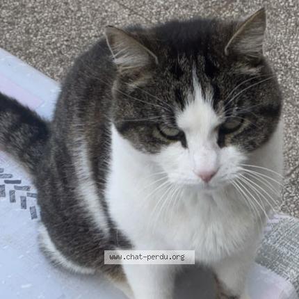 Photo 1/1 Iago Chat perdu à Saint plantaire