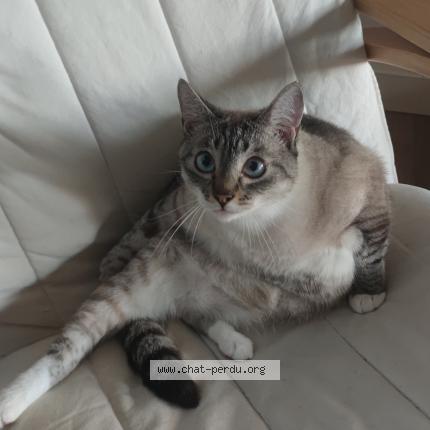 Photo 1/1 Willow Chat perdu à Chauray
