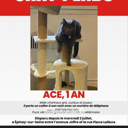 Photo 1/1 Chat retrouvé Perdu à Epinay Sur Seine