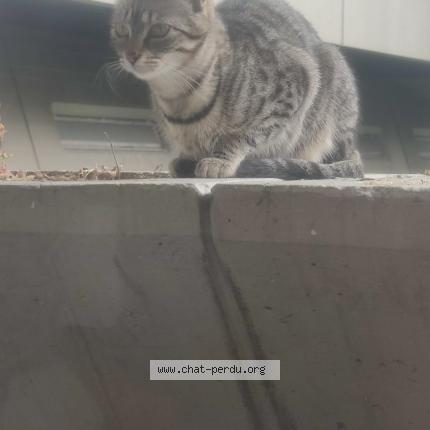 Photo 1/1 Chat retrouvé Perdu à Ivry Sur Seine