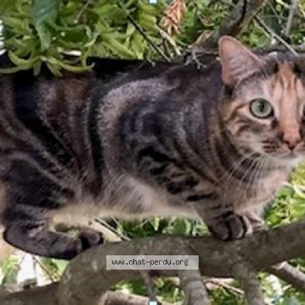 Photo 1/1 Chat retrouvé Perdu à Annecy