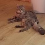 Photo de chat perdu à Beaumont Pied De Boeuf