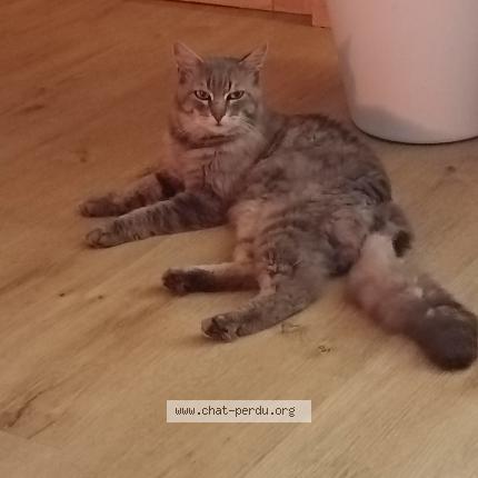 Photo 1/1 Chat retrouvé Perdu à Beaumont pied de boeuf