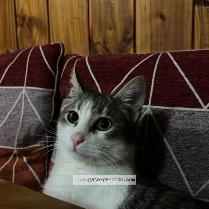 Photo 1/1 remi Chat perdu à Valdivia