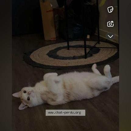 Photo 1/1 Tchoupi Chat perdu à St jean de luz