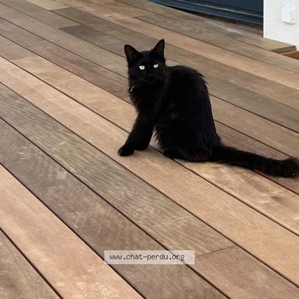 Photo de chat perdu à Pompignan