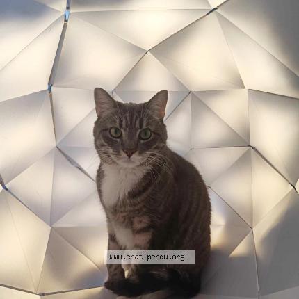 Photo de chat perdu à Orleans