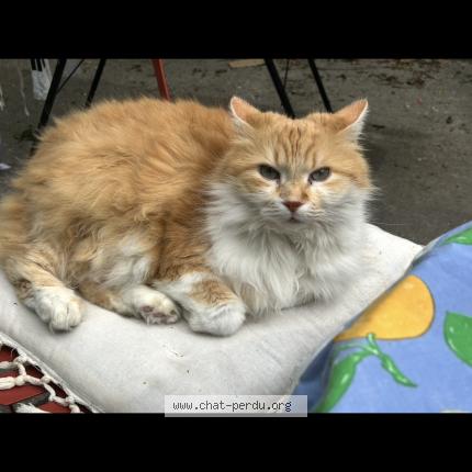 Photo 1/1 Chat retrouvé Perdu à Les Sables D Olonne