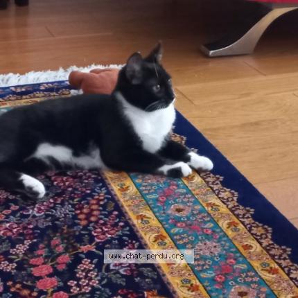 Photo de chat perdu à Paris