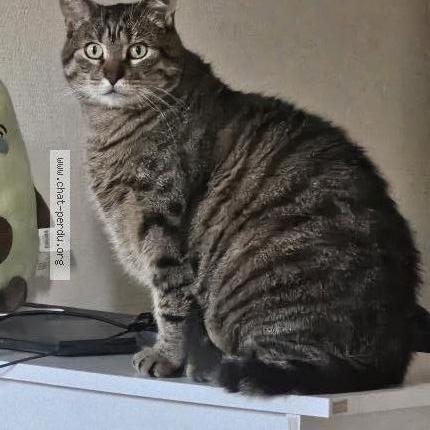 Photo 1/2 Chat retrouvé Perdu à Le Perreux Sur Marne