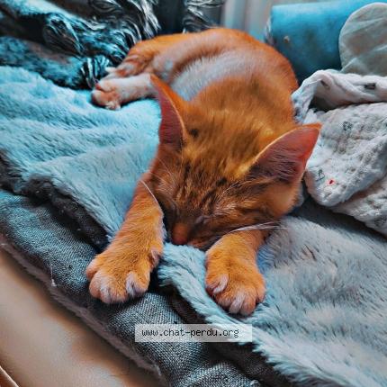 Photo de chat perdu à Tourcoing
