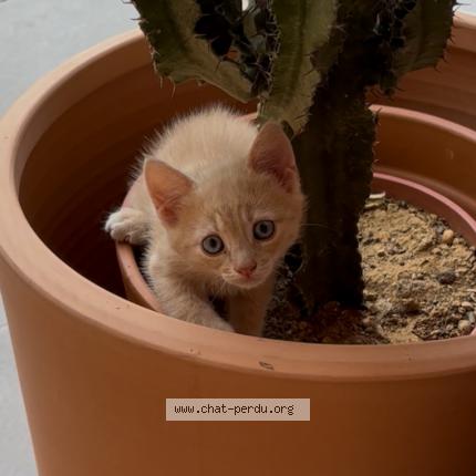 Photo 1/1 ATLAS Chat perdu à Laurens