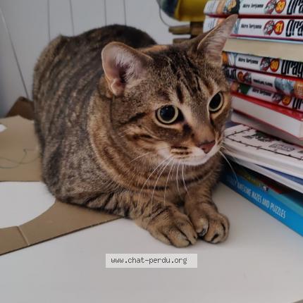 Photo de chat perdu à Lyon