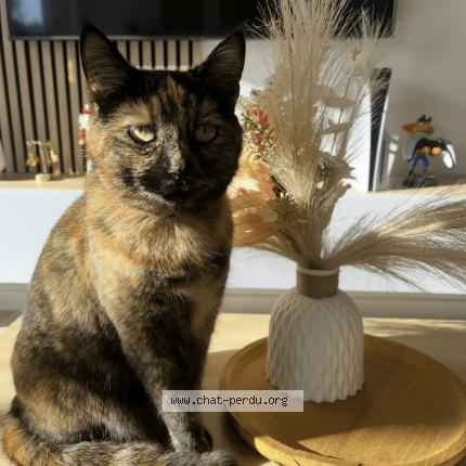 Photo 1/1 Chat retrouvé Perdu à Saugnac Et Muret