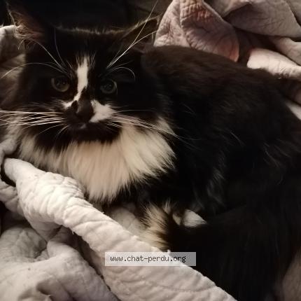 Photo 1/1 Chat retrouvé Perdu à Cornimont
