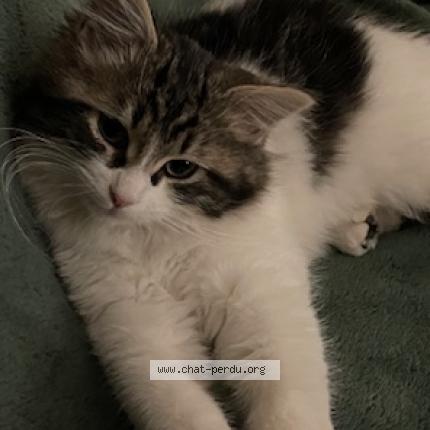 Photo de chat perdu à Villefranche Sur Saone