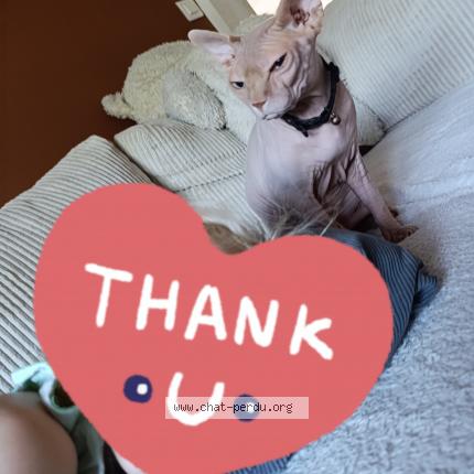 Photo de chat perdu à Hersin Coupigny