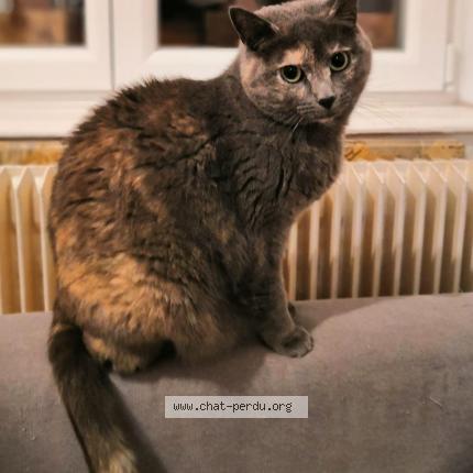 Photo 1/1 Chat retrouvé Perdu à Laxou