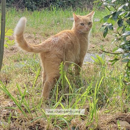 Photo 1/1 Helios Chat perdu à Quimper