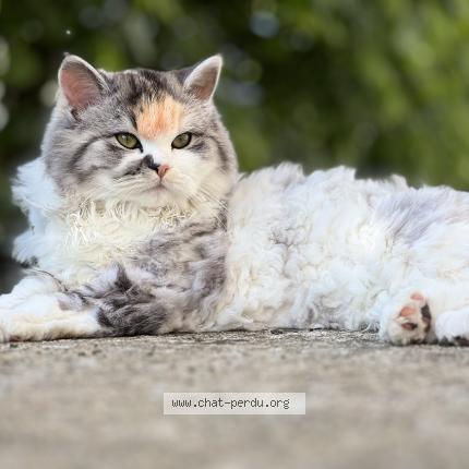 Photo de chat perdu à Chelles