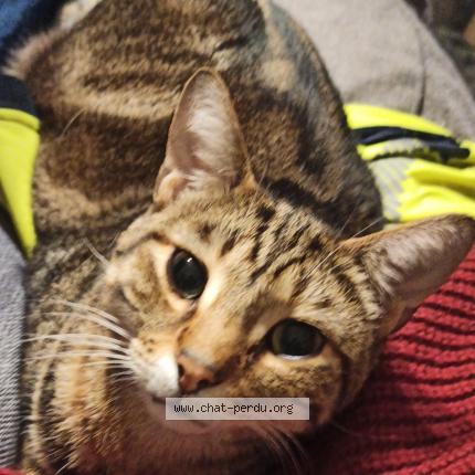 Photo 1/1 Lucky Chat perdu à Le fenouiller
