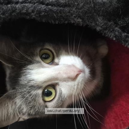 Photo 1/1 Ma fille Chat perdu à Le mee sur seine