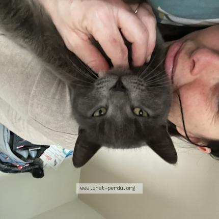 Photo 1/1 Milo Chat perdu à Pornic