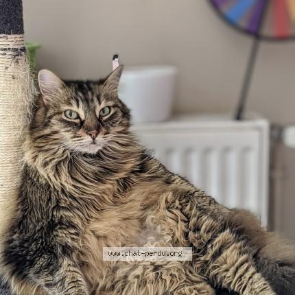 Photo de chat perdu à La Chapelle D Armentieres