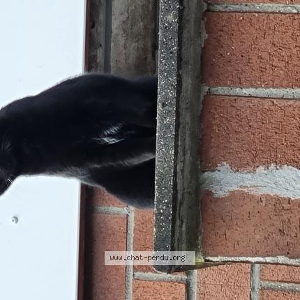 Photo de chat perdu à Lille