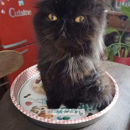 Photo de chat perdu à Sedan