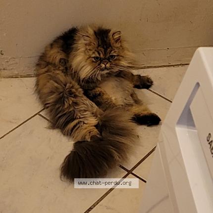 Photo 1/1 Chat retrouvé Perdu à Seuillet