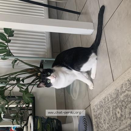 Photo de chat perdu à Missillac