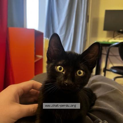 Photo 1/1 Chat retrouvé Perdu à Garbejaire