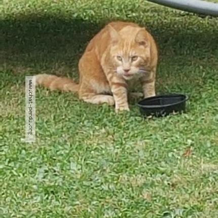 Photo de chat trouvé à Sansac De Marmiesse